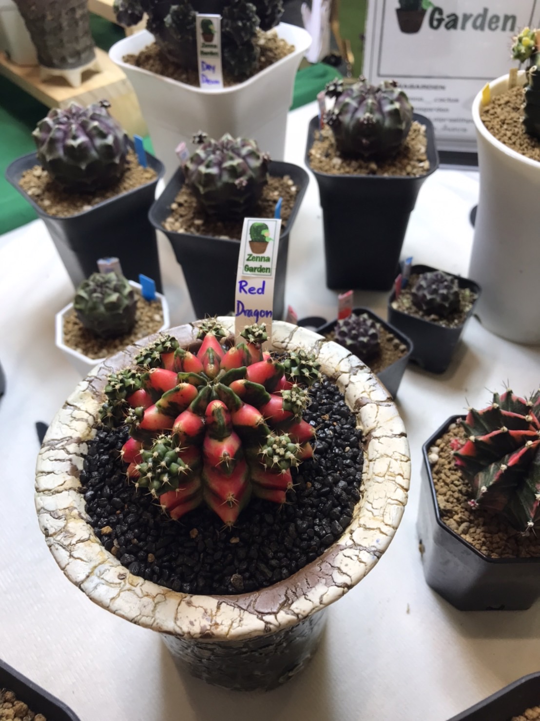 Cactus サボテン - sanay