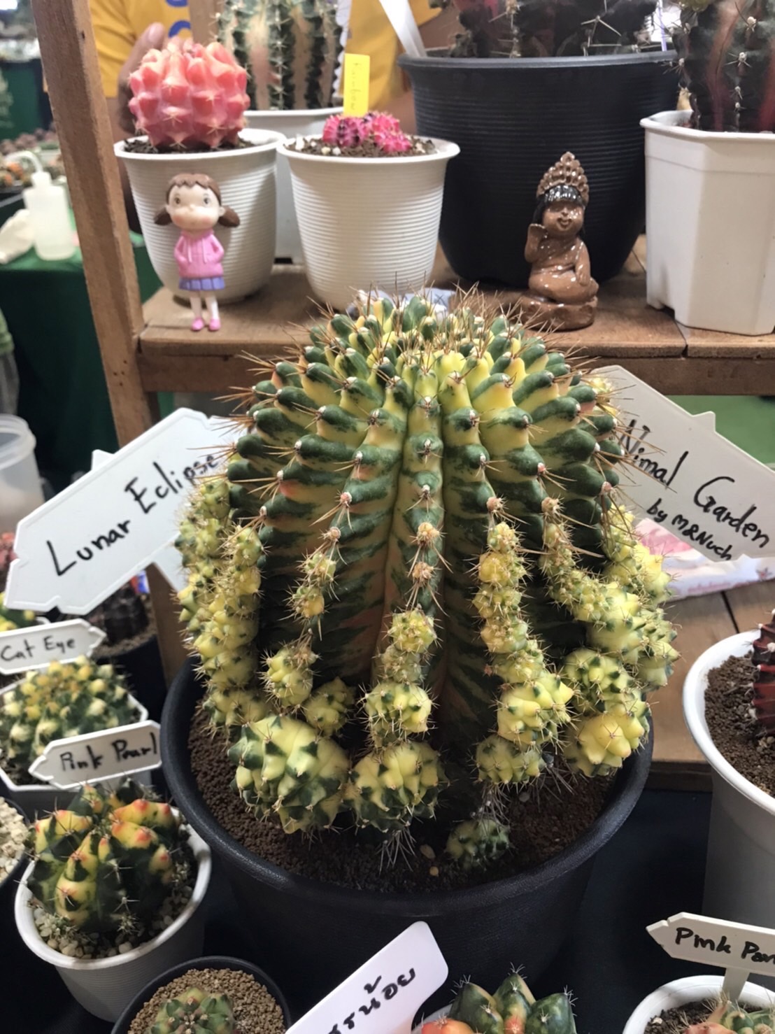 Cactus サボテン - sanay