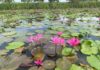 Red-Lotus Floating Market