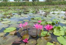Red-Lotus Floating Market