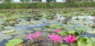 Red-Lotus Floating Market