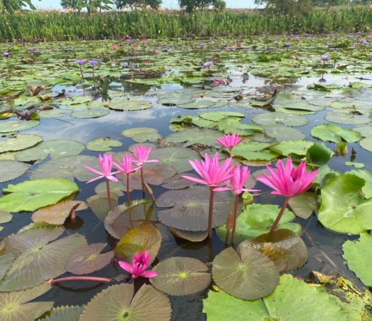 Red-Lotus Floating Market