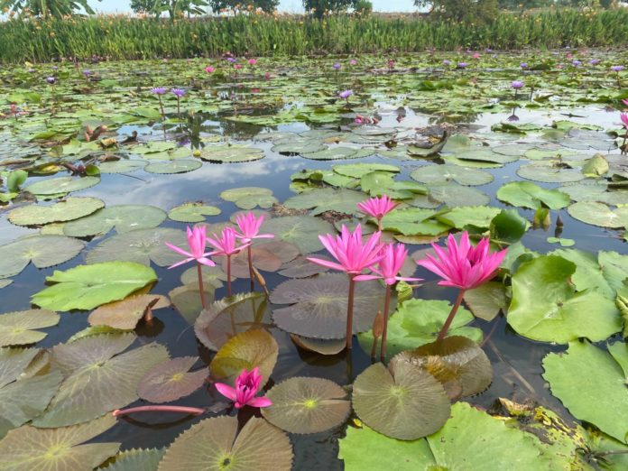 Red-Lotus Floating Market