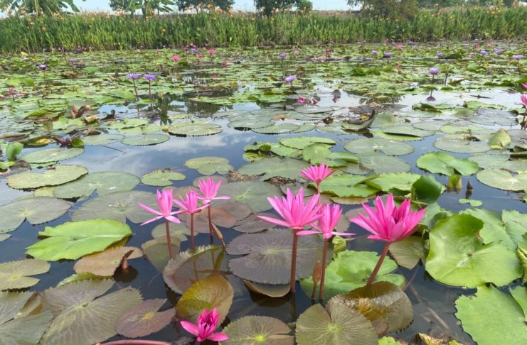 Red-Lotus Floating Market