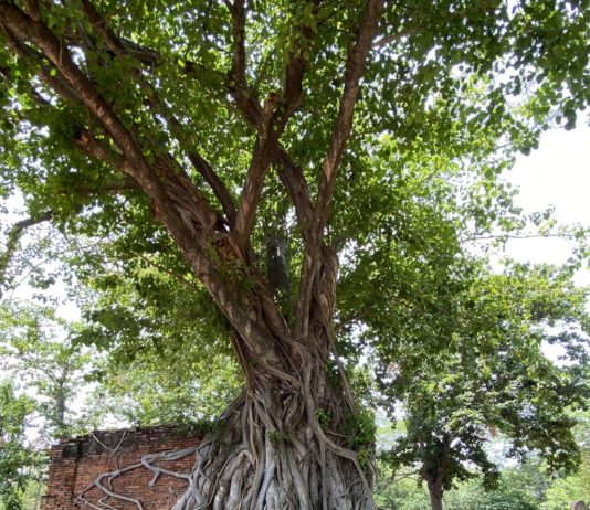 Wat Maha That